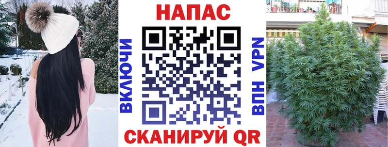 наркота  Торопец  Шишки марихуана план 